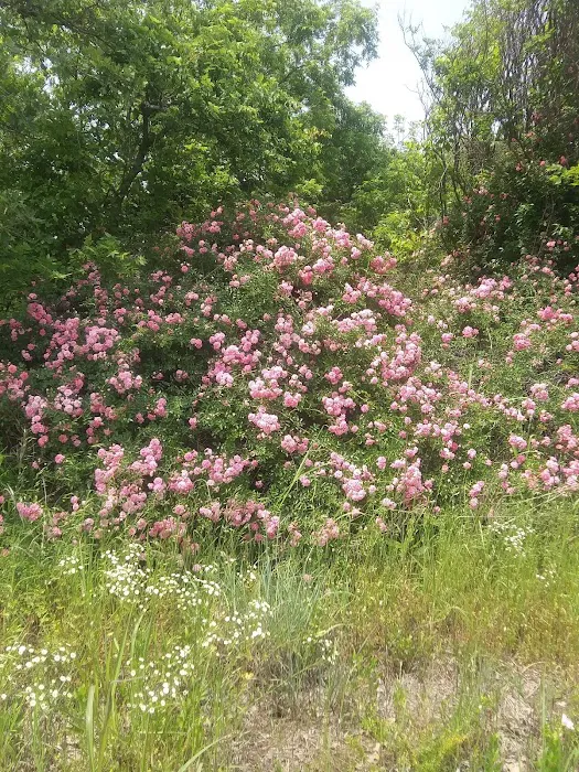 Cottage Cove RV Park Picture 6