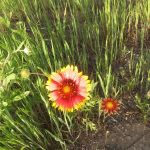 Cottage Cove RV Park