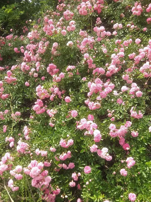 Cottage Cove RV Park Picture 10