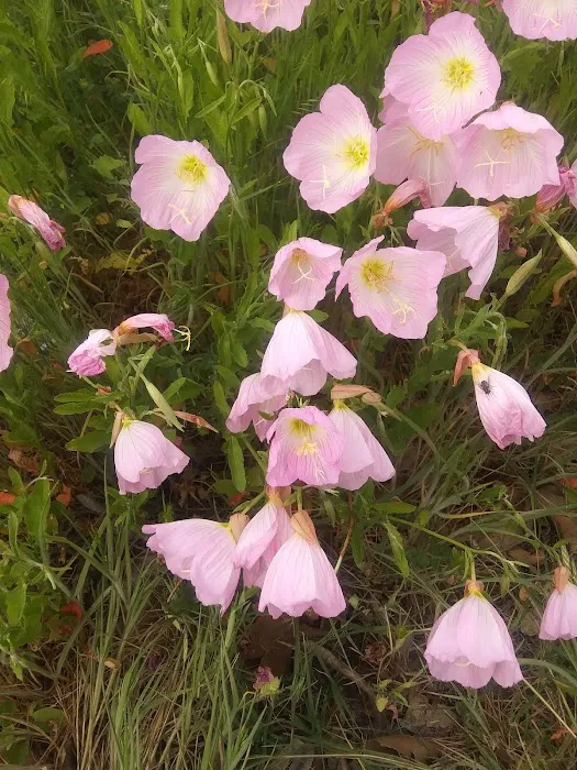 Cottage Cove RV Park Picture 4