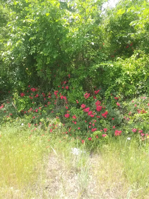 Cottage Cove RV Park Picture 9