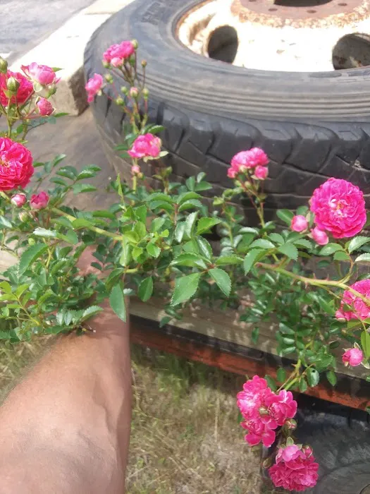 Cottage Cove RV Park Picture 3