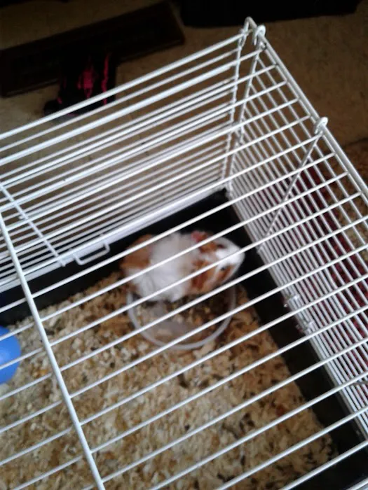 Bowie Community RV Park Picture 2