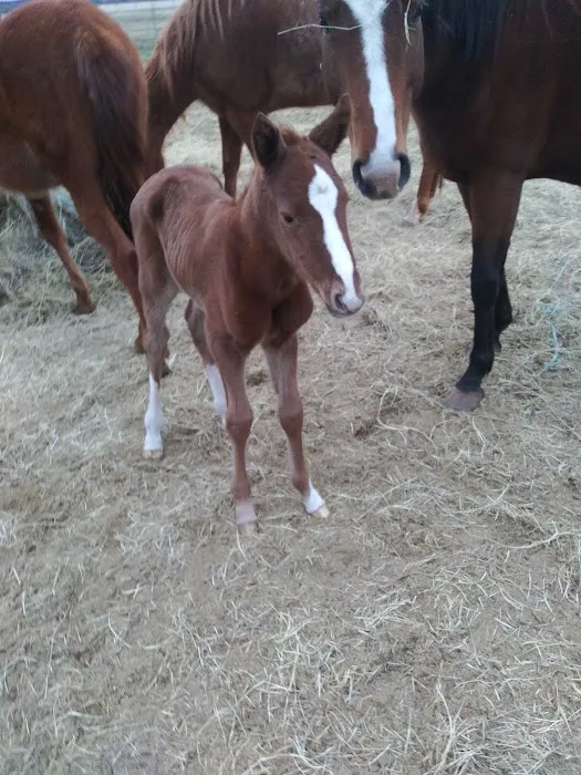 PARADISE STEAKHOUSE, RACETRACK & RV PARK (EL TORINO'S) Picture 3