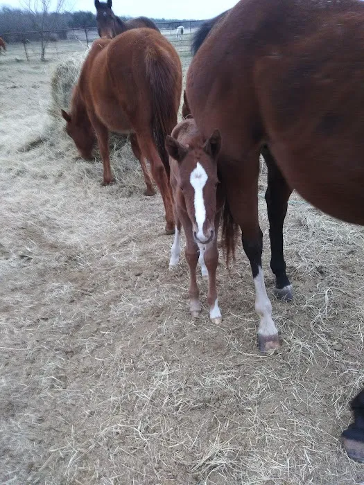 PARADISE STEAKHOUSE, RACETRACK & RV PARK (EL TORINO'S) Picture 4