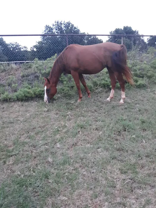 PARADISE STEAKHOUSE, RACETRACK & RV PARK (EL TORINO'S) Picture 9