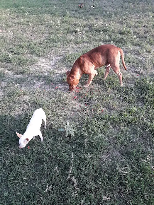 PARADISE STEAKHOUSE, RACETRACK & RV PARK (EL TORINO'S) Picture 8