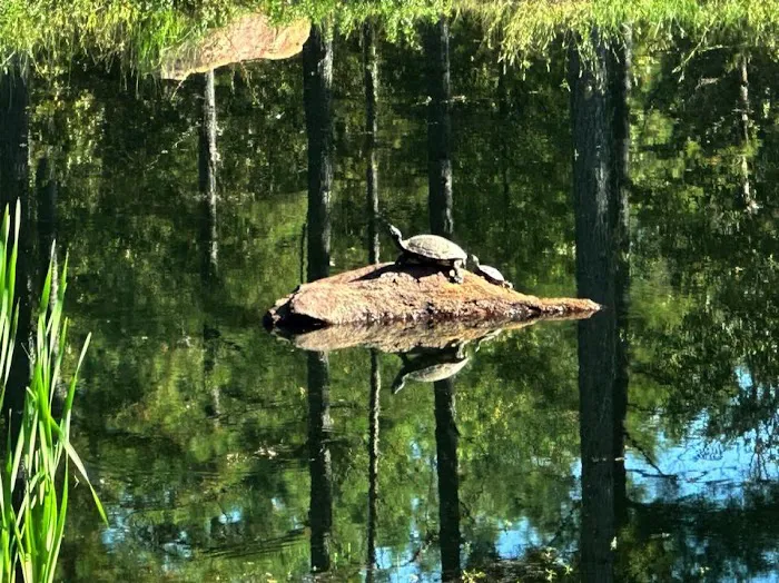 Phat Uncles at Sugarloaf Picture 10