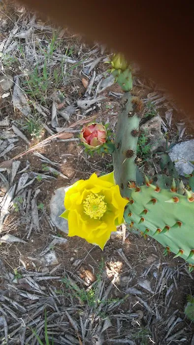 Pace Bend RV Park Picture 2