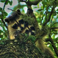 Lakeside RV Park - New Braunfels TX ico