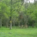 Hidden Trails on Roland