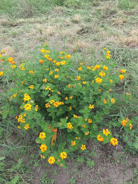 Jerico Ranch Rv Park Picture 2