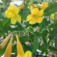 Jerico Ranch Rv Park ico