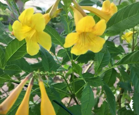 Jerico Ranch Rv Park