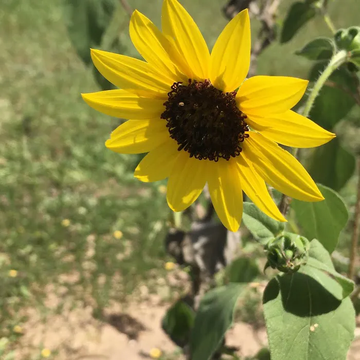 Jerico Ranch Rv Park Picture 9