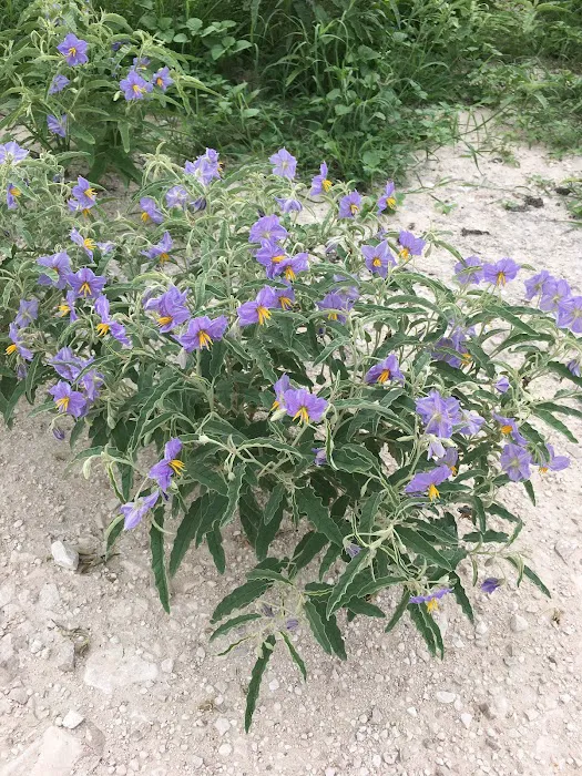 Jerico Ranch Rv Park Picture 7