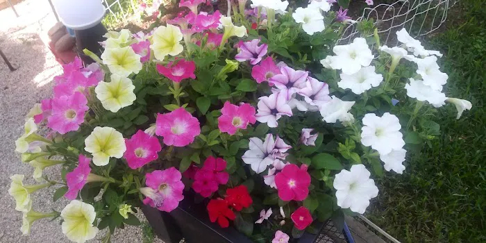 Shady Haven RV Sites Picture 6