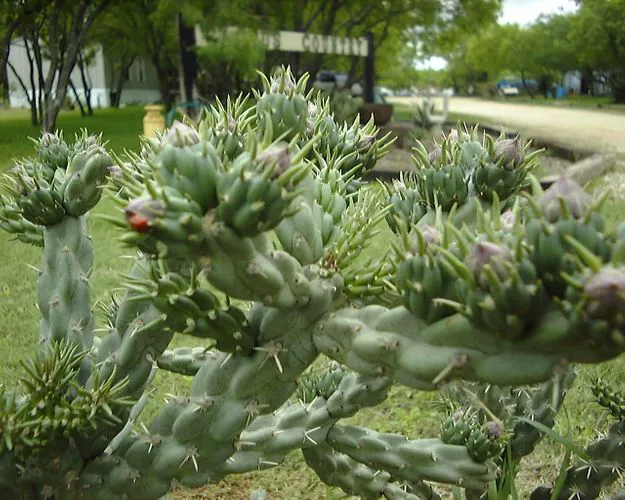 Cactus Country RV Park Picture 7