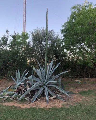 Cactus Country RV Park Picture 2