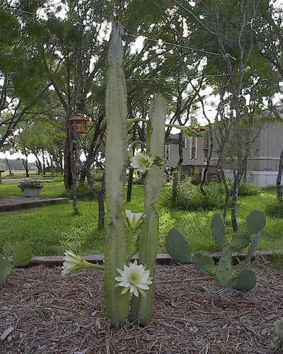Cactus Country RV Park Picture 3
