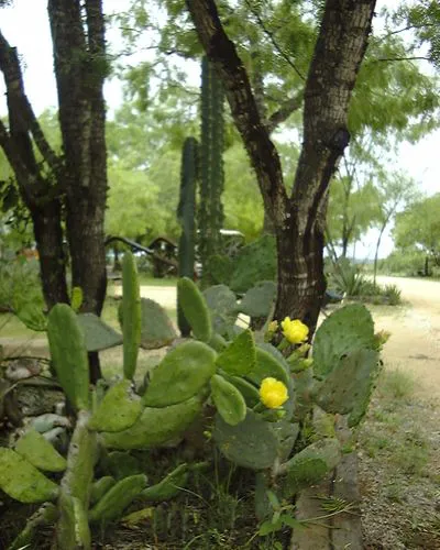 Cactus Country RV Park Picture 9