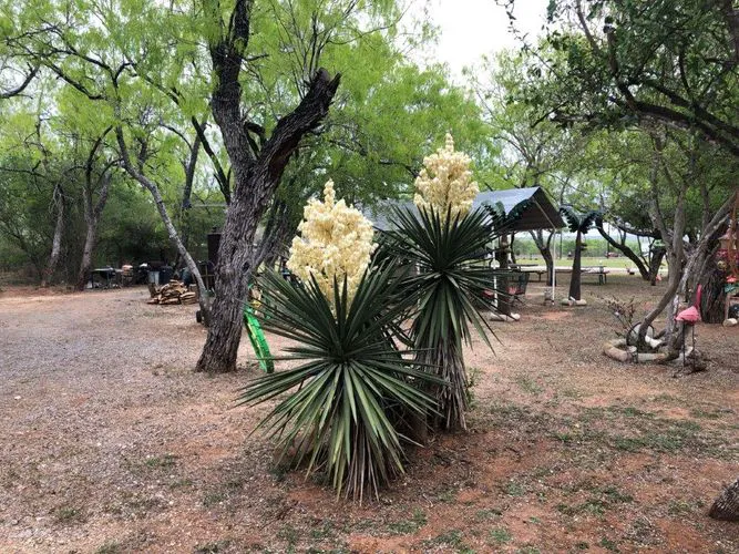 Cactus Country RV Park Picture 8