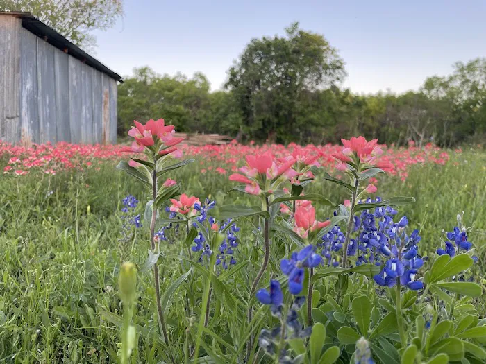 Lake Calaveras Mobile Home Park / RV Community Picture 2