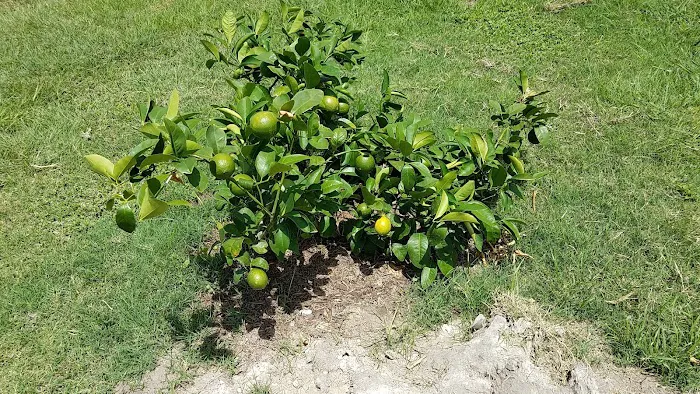 The Texas Oasis RV Park and Campground Picture 3