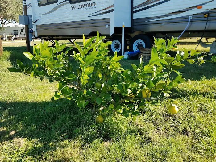 The Texas Oasis RV Park and Campground Picture 4