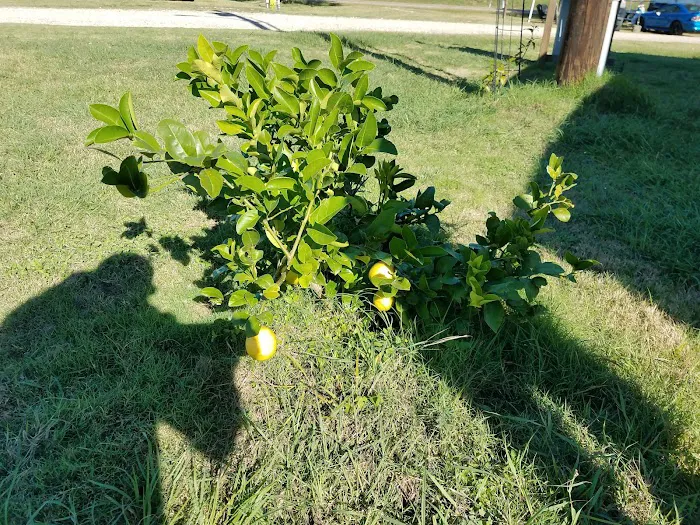 The Texas Oasis RV Park and Campground Picture 5