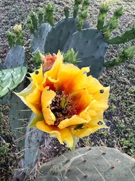 Cedar Stays RV Park Picture 7