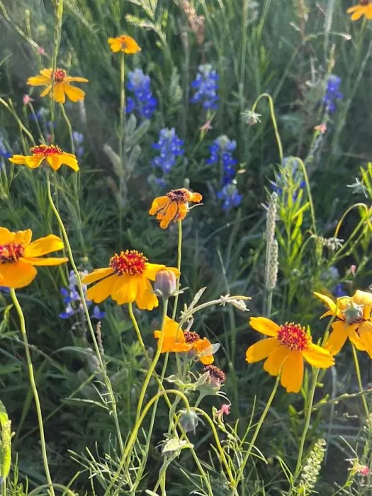 Cedar Stays RV Park Picture 2