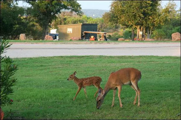 Lake Buchanan RV & Cabin Resort Picture 6
