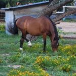 Freedom Lives Ranch RV Resort