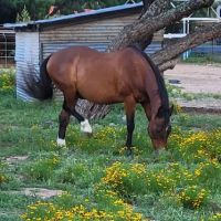 Freedom Lives Ranch RV Resort ico