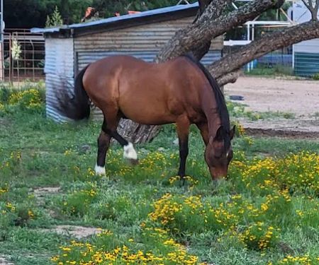 Freedom Lives Ranch RV Resort