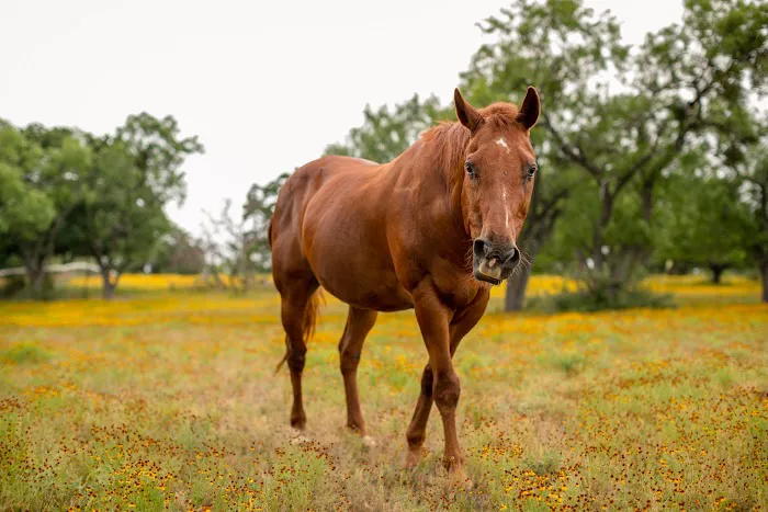 Freedom Lives Ranch RV Resort Picture 10