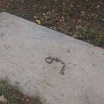 Sherwood Forest RV Park