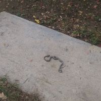 Sherwood Forest RV Park ico