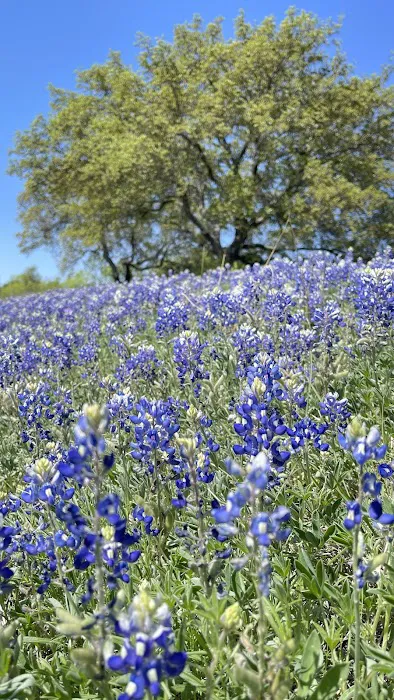 Marble Falls RV Park Picture 1