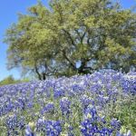 Marble Falls RV Park