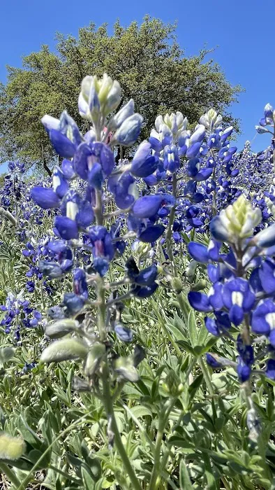 Marble Falls RV Park Picture 2