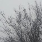 Gateway Estates II Mobile Home Park