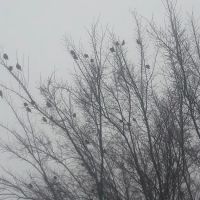 Gateway Estates II Mobile Home Park ico