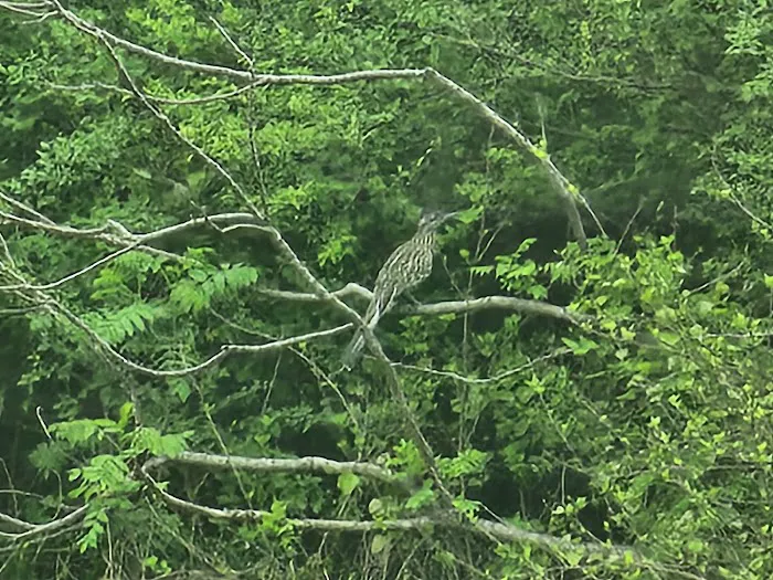 Redbud RV Park Picture 4