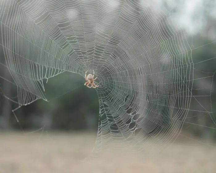TEXAS STARR RV PARK Picture 3