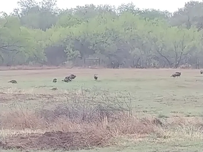 Freedom RV Resort Picture 7