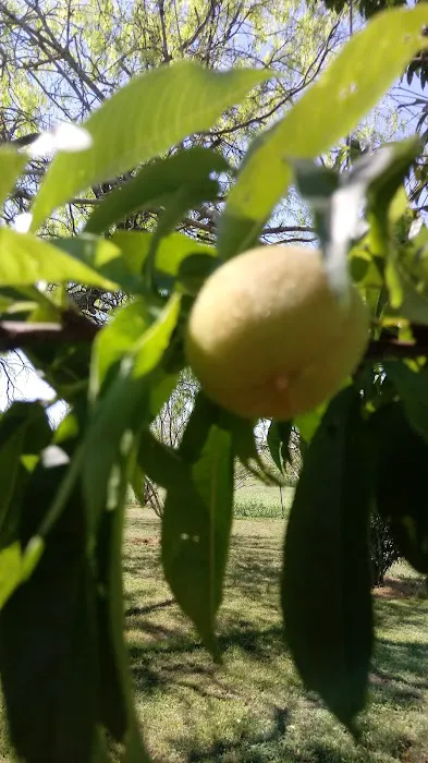 Freedom RV Resort Picture 8