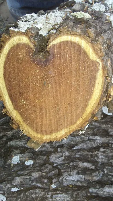 Rolling Oaks Mobile Home Park and Mini Storage Picture 3