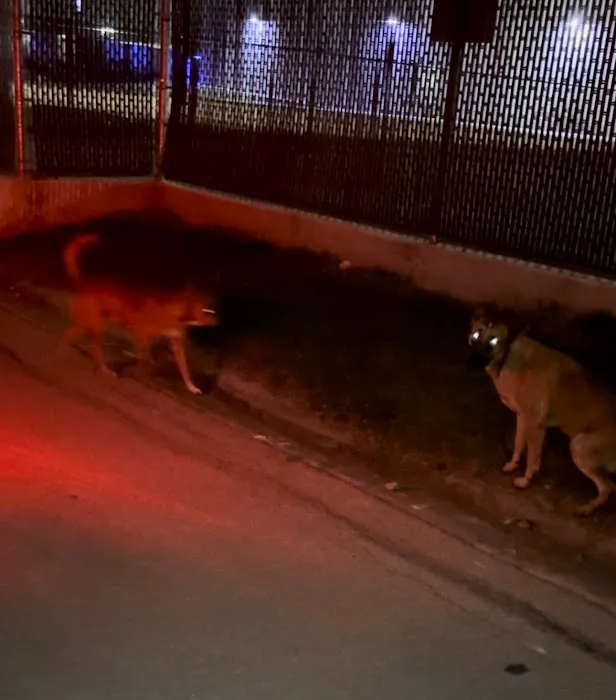 Lamplighter Estates Picture 8